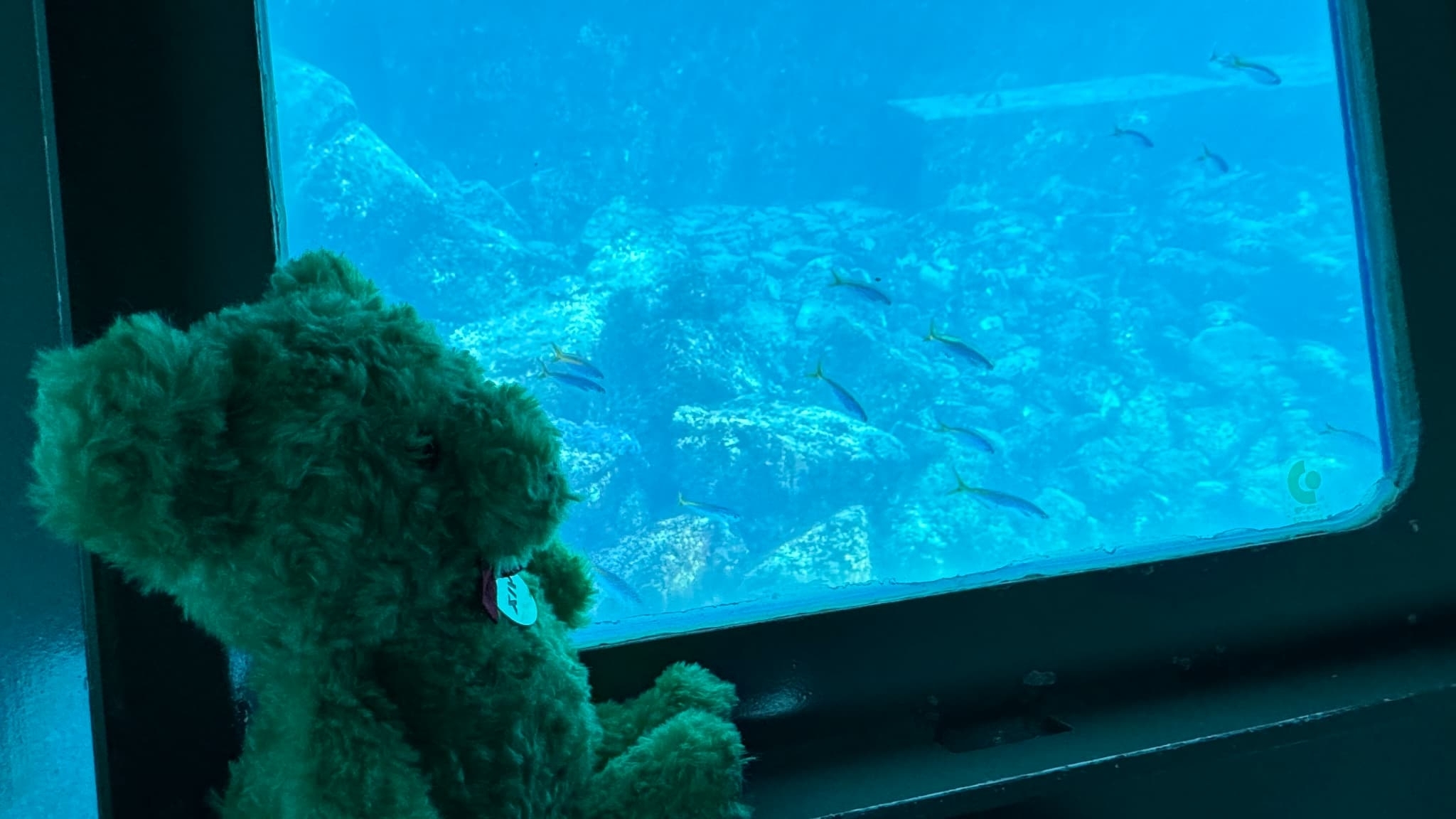 レモリン航海記 ～海中展望船NOAH編～｜おすすめ情報｜グランド